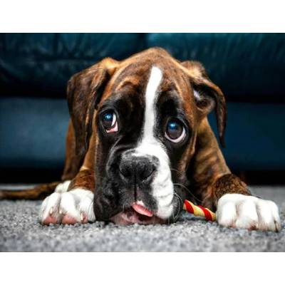 Norimpex - Puzzle Diamant painting: Dog eyes II 30x40cm - 1 - 39 piese