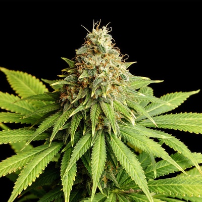 Kannabia Seeds Hellfire OG semienka neobsahujú THC 10 ks