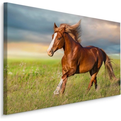 MyBestHome BOX Plátno Cválající Kůň Varianta: 70x50