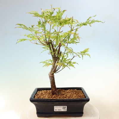e-bonsai Venkovní bonsai - Acer palmatum Dissectum - Javor dlanitolistý