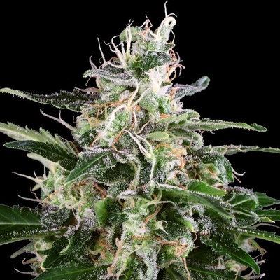 White Label White Skunk Automatic semienka neobsahujú THC 5 ks