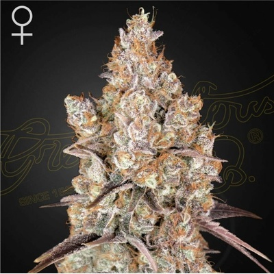 Green House Seeds Holy Snow semena neobsahují THC 3 ks
