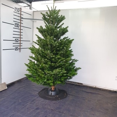 Živý vianočný stromček normandská jedľa Exclusive selection zelený 200-225cm