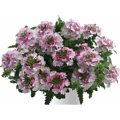 Železník Vanessa Compact Bicolor Rose