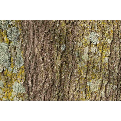 DIMEX ART Флизелинов фототапет текстура на кора на дърво 375 x 250 см