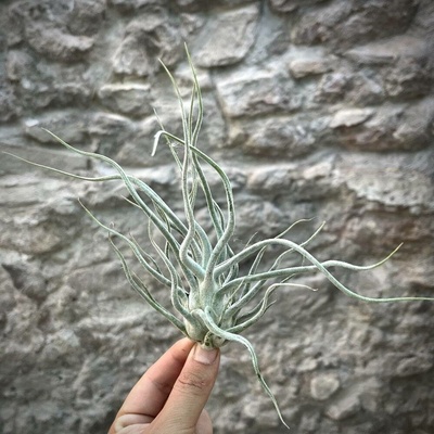 Tillandsia ehlersiana