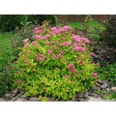 Tavoľník japonský Goldflame, výška 20-40 cm, kvetináč 2 l