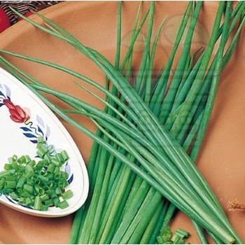 Семена от Див лук 2 гр / ± 1600 бр (334600)