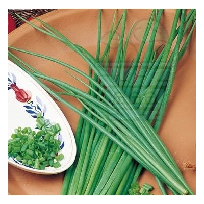 Семена от Див лук 2 гр / ± 1600 бр (334600)