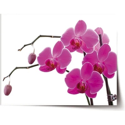 Sablio Plagát Fialové orchidey - 60x40 cm