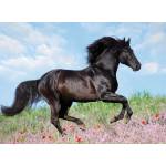 Ravensburger - Puzzle Black Stallion XXL - 200 piese