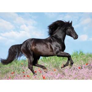 Ravensburger - Puzzle Black Stallion XXL - 200 piese