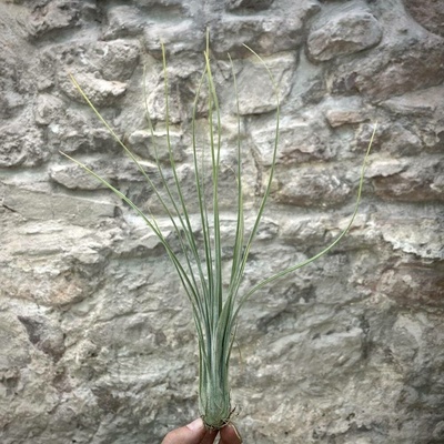 Tillandsia disticha