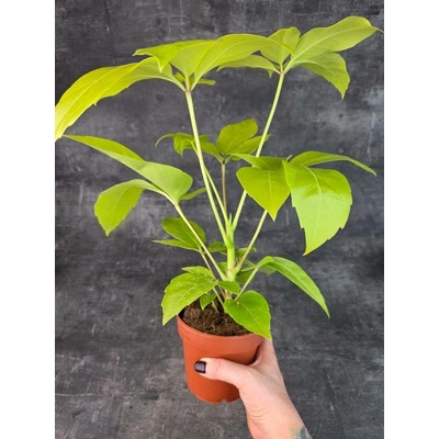 Schefflera actinophylla 12 cm (elegantní deštníkovec s lesklými listy)