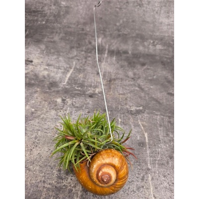 Tillandsia ve šněčí ulitě