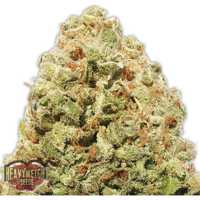 Heavyweight Seeds Strawberry Cake semienka neobsahujú THC 10 ks