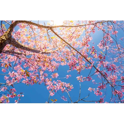 DIMEX ART Флизелинов фототапет дърво с розови цветя 375 x 250 см