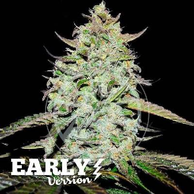 Delicious Seeds Lemon Gazzy Early Version semena neobsahují THC 3 ks