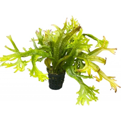 Microsorium pteropus coral