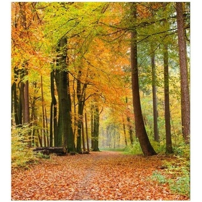 DIMEX ART Флизелинов фототапет есенна гора 225 x 250 см