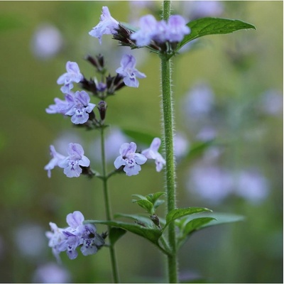 Šanta kočičí - Nepeta cataria - semena šanty - 15 ks