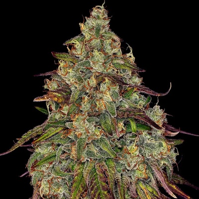 Barney's Farm Amnesia Lemon semienka neobsahujú THC 3 ks