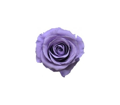 Kytica Viola