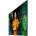 Samsung QM43C Digital signage flat UHD 3840x2160 (16: 9) 700 24/7
