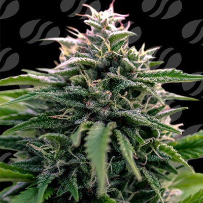 Original Sensible Seeds Creamzilla Auto semena neobsahjí THC 1 ks