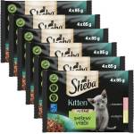 Sheba Kitten Консерва смесен избор в сос 6 x (4 x 85 г)
