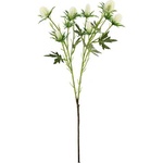 Bizzotto Клонка Eryngium Hazely бяла H68 cm (0173198)