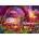 Schmidt Spiele - Puzzle Haynie: Desert Camping - 1 000 piese