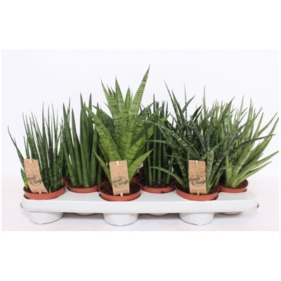 Sansevieria Mix 10x30 cm