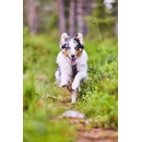 Non-stop Dogwear Postroj Line 5.0