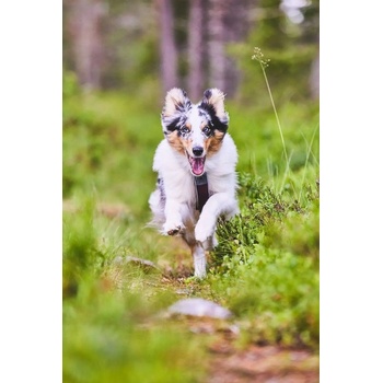 Non-stop Dogwear Postroj Line 5.0