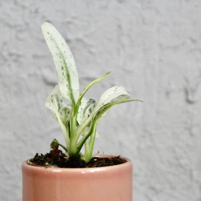 Rhapidophora puberula variegata baby