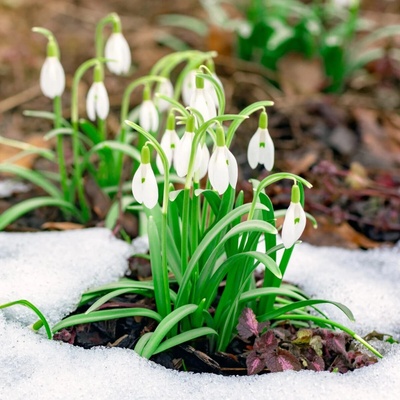 Směs sněženek - Galanthus mix - cibule sněženky - 15 ks