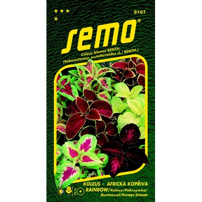 SEMO KOLEUS (AFRICKÁ KOPŘIVA) RAINBOW