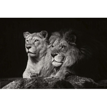 DIMEX ART Флизелинов фототапет двойка лъвове 375 x 250 см