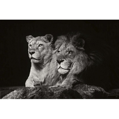 DIMEX ART Флизелинов фототапет двойка лъвове 375 x 250 см