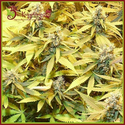 Dr. Krippling Seeds Gelato Cookies D'oh-Ope AUTO semena neobsahují THC 1 ks