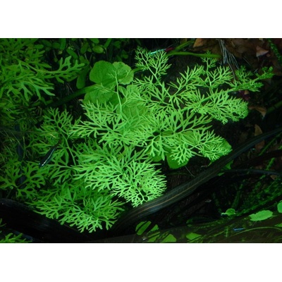 Ceratopteris thalicroides - Rohatec žluťuchovitý – Zboží Mobilmania