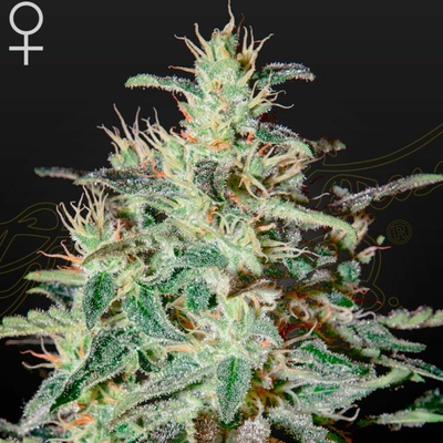 GREEN HOUSE SEEDS White Lemon semena neobsahují THC 5 ks