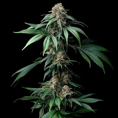 Barney´s Farm Mendo Breath semena neobsahují THC 3 ks