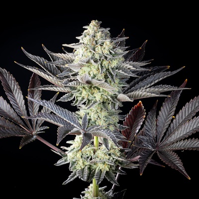 Kannabia Seeds Zoap Rosé semienka neobsahujú THC 1 ks