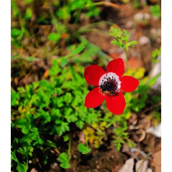 Sasanka Hollandia - Anemone - hľuzy sasanky - 3 ks