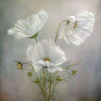 Bílé květiny 50x50 1 deska