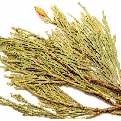CEDAR KADIDLOVÝ