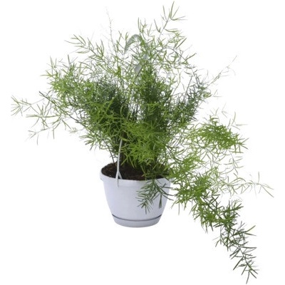 Asparágus v závěsném květináči FloraSelf Asparagus sprengeri květináč Ø 12 cm