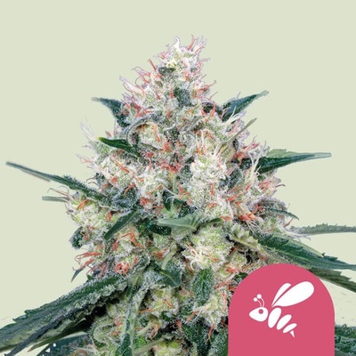 Royal Queen Seeds Honey Cream Fast Version semienka neobsahujú THC 100 ks